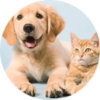 Animales y Mascotas