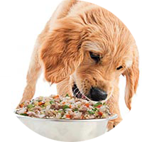 Alimento para Perros