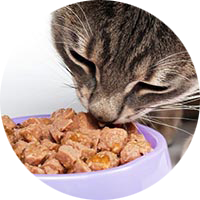 Alimento, Premios y Suplemento Gato