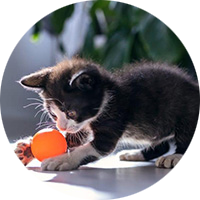 Juguetes Para Gatos