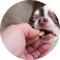 Vitaminas Para Perros