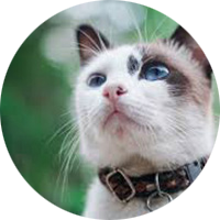 Collares Para Gatos