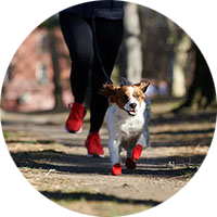 Calzado para Perros