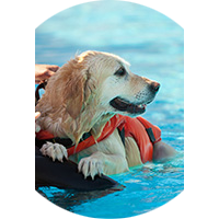 Chalecos Salvavidas para Perros
