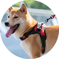 Abrigos, Chaquetas y Chalecos para Perros