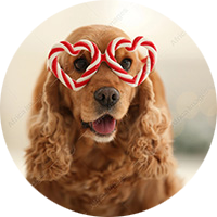 Disfraces para Perros